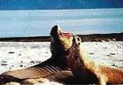 Sea Lions