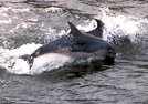 Dolphins