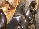 sea lions