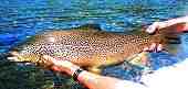Average SIzed Trout