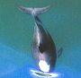 Whale
