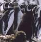 Penguins
